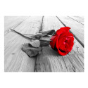 Fototapeet - Abandoned Rose - 200x140