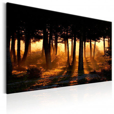Seinapilt - Forest Dawn - 120x80