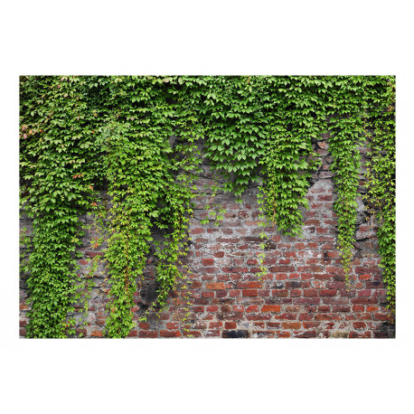 Fototapeet - Brick and ivy - 100x70