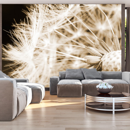 Fototapeet - Dandelion - sepia - 350x245