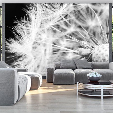 Fototapeet - Black and white dandelion - 300x210