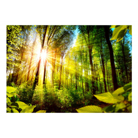 Fototapeet - Forest Hideout - 350x245
