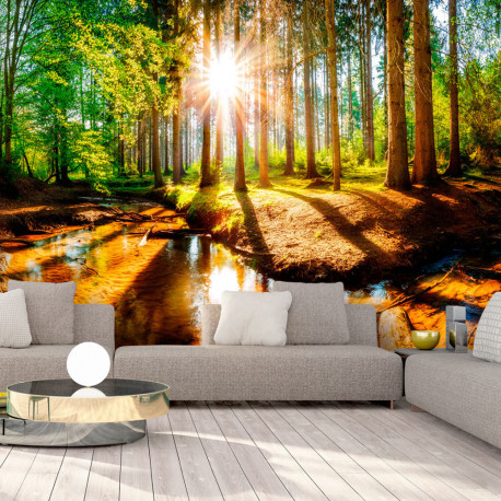 Fototapeet - Marvelous Forest - 250x175