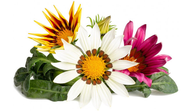 Click & Grow Smart Garden Refill Gasania 3pcs