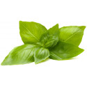 Click & Grow Smart Refill Lemon Basil 3pcs