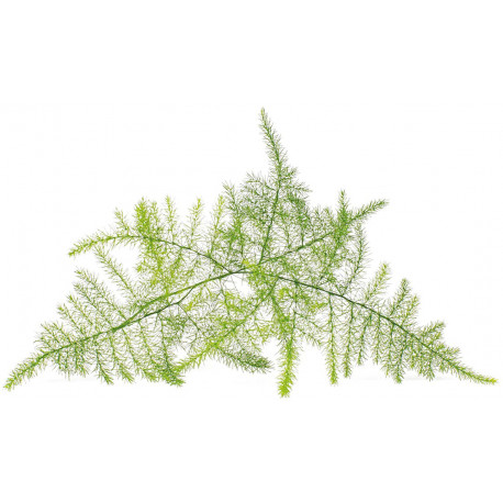 Click & Grow Smart Garden Refill Feather spar 3pcs