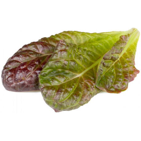 Click & Grow Smart Garden Refill Red romaine lettuce 3pcs