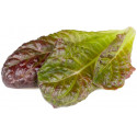 Click & Grow Smart Refill Red romaine lettuce 3pcs