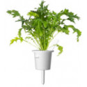 Click & Grow Smart Refill Turnip 3pcs