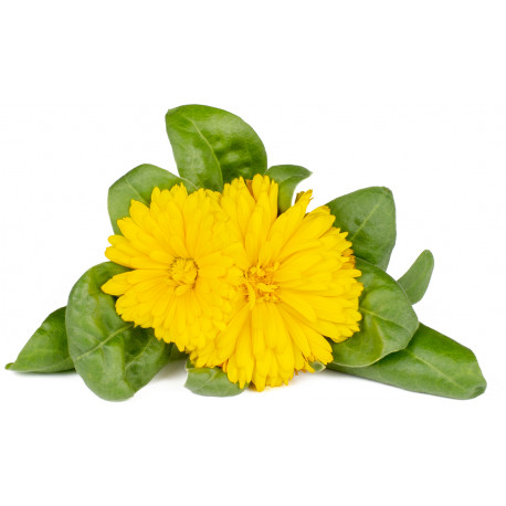 Click & Grow Smart Garden Refill Saialill 3tk