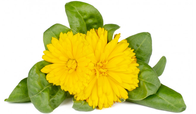 Click & Grow Smart Garden Refill Saialill 3tk