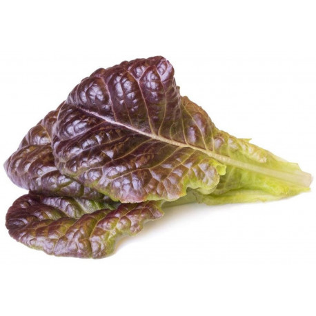 Click & Grow Smart Garden refill Red Красный салат 3 шт.
