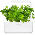 Click & Grow Smart Garden Refill Leaf Celery 3pcs