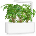 Click & Grow Smart Garden refill Lovage 3tk