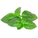 Click & Grow Smart Garden refill Marseille Basil 3pcs