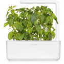 Click & Grow Smart Garden refill Lime Basiliik 3tk