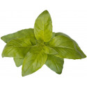 Click & Grow Smart Garden refill Lime Basiliik 3tk