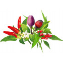 Click & Grow Plant Pod Chili Pepper Mix 9-pack