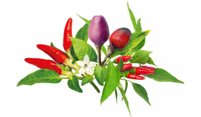 Click & Grow Plant Pod Chili Pepper Mix 9pcs