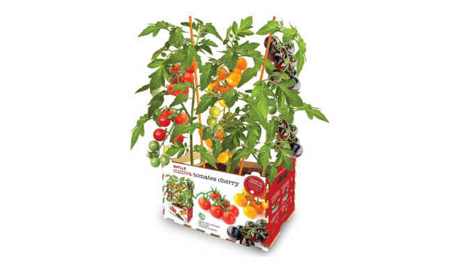 Cultivation Set Batlle Fresh Tomatoes 30 x 19,5 x 16,2 cm