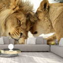 Fototapeet - Lion Tenderness - 250x175