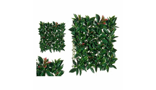 Dekoratiivne Taim Ibergarden