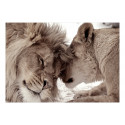 Fototapeet - Lion Tenderness (Sepia) - 250x175