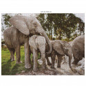 Ambassador Wildlife Families 3x 1000 Pieces (Donal Boyd)
