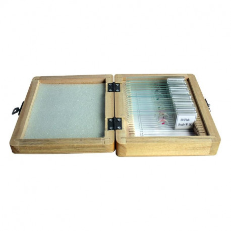 Prepared slide set, 20 slides in a wooden box, Omegon