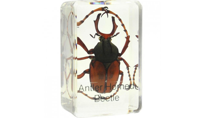 Prepared slide - stag beetle, Omegon