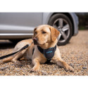 Dog Harness Company of Animals CarSafe Black L