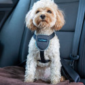 Dog Harness Company of Animals CarSafe Black XS