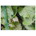 BIRD NET 10g/m2   19x19mm 4x100m