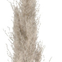 4Living Pampas natural 110 cm 3 pcs