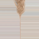 Pampas žolė ruda 82 cm