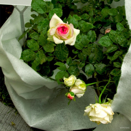 Winter cover for roses and flowering shrubs 200 g/m², 2 х 2m