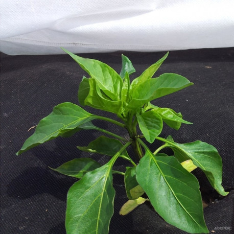 Two-layer anti-condensation covering material 60 g/m², 3 х 10m