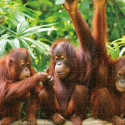 Puzzle Colorbaby Orangutan 6 Units 68 x 50 x 0,1 cm