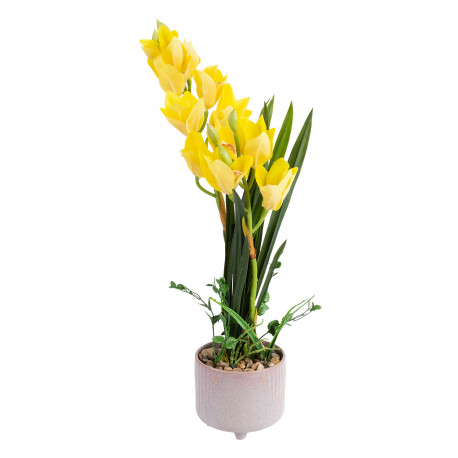 Orchid GARDEN QUEEN H70cm, yellow