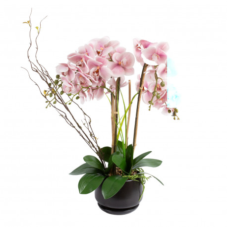 Orchid GARDEN QUEEN H68cm, light pink
