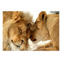 Fototapeet - Lion Tenderness - 200x140 Fototapeet - Lion Tenderness - 200x140