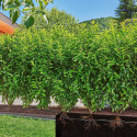 GARDENA Micro-Drip-System drip irrigation hedges/bushes set, 25 meters, drippers (black, model 2023,