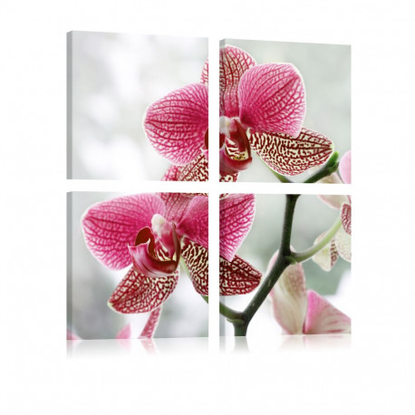 Seinapilt - Fancy orchid - 60x60