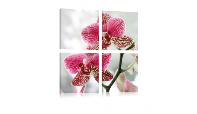 Seinapilt - Fancy orchid - 60x60