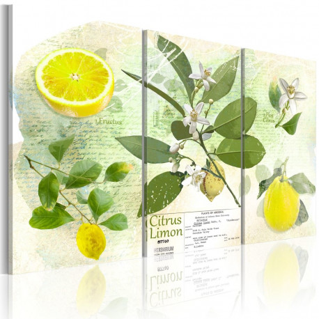Seinapilt - Fruit: lemon - 90x60