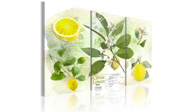 Seinapilt - Fruit: lemon - 90x60