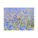 Fototapeet - A sky-colored meadow - cornflowers - 300x231