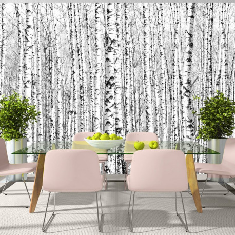 Fototapeet - Birch forest - 300x210