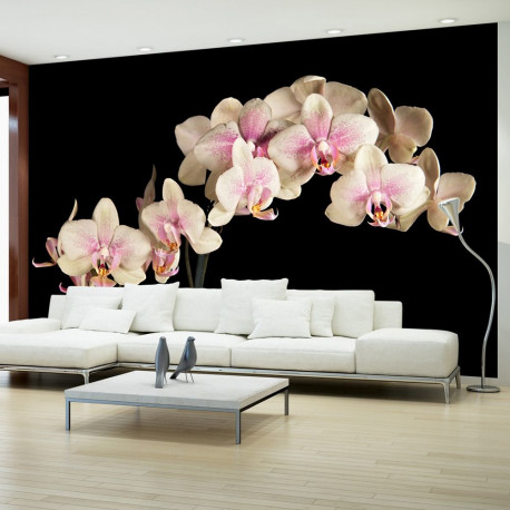 Fototapeet - Blooming orchid - 450x270
