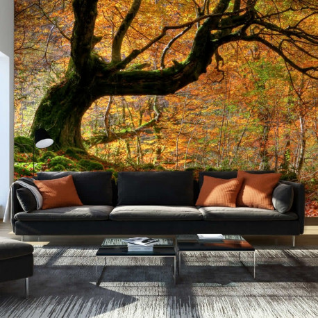 Fototapeet - Autumn, forest and leaves - 450x270